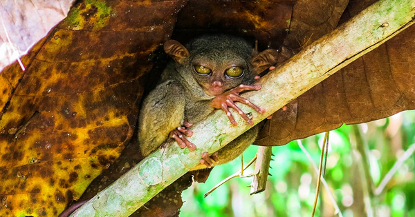Tarsier Conservation Area - Places in Mindanao - Places in Mindanao